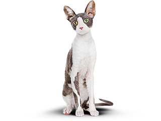 Cat after diet
