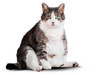 Cat before diet
